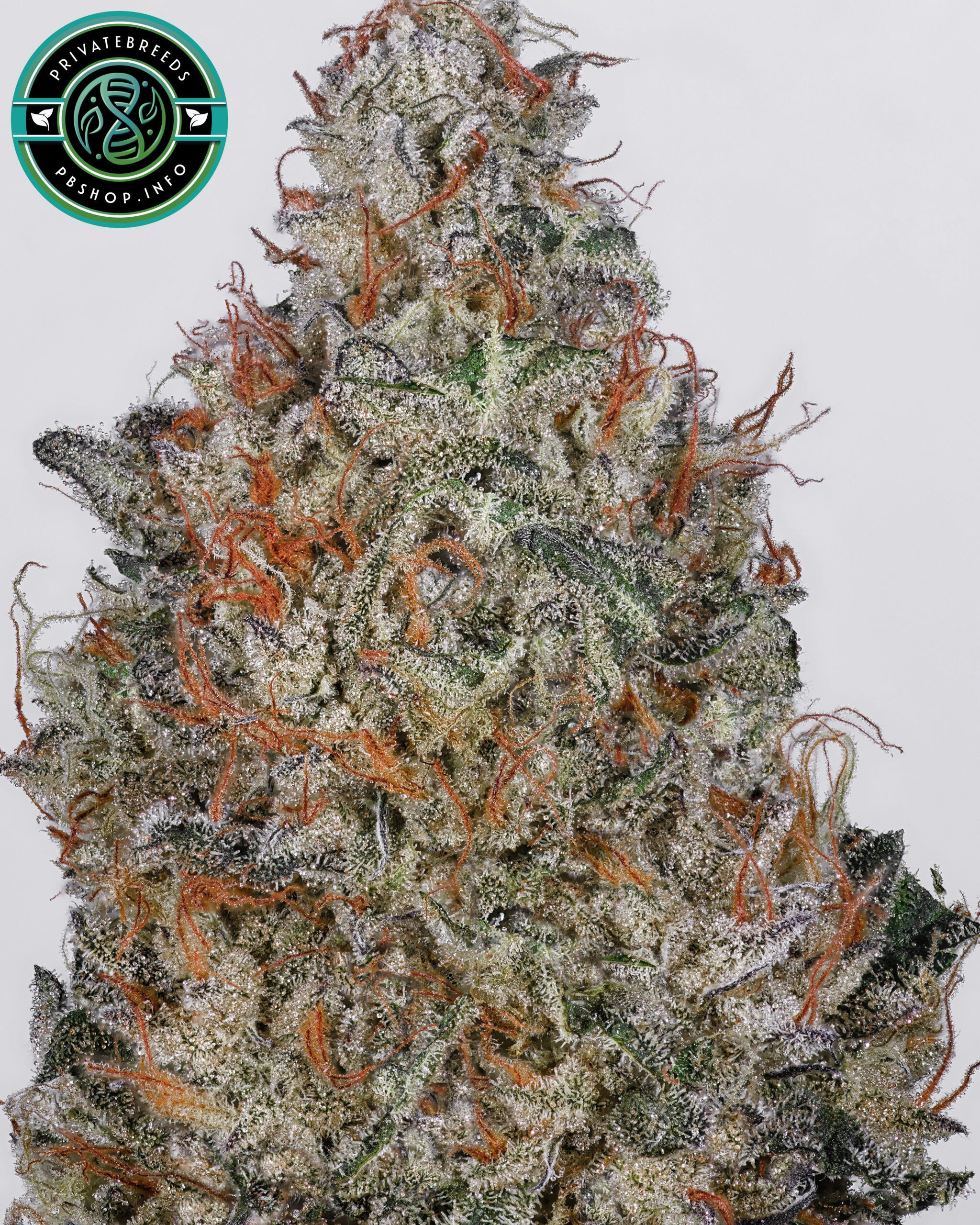 Turkey Bag #18 x Perfect Ghost #1 77