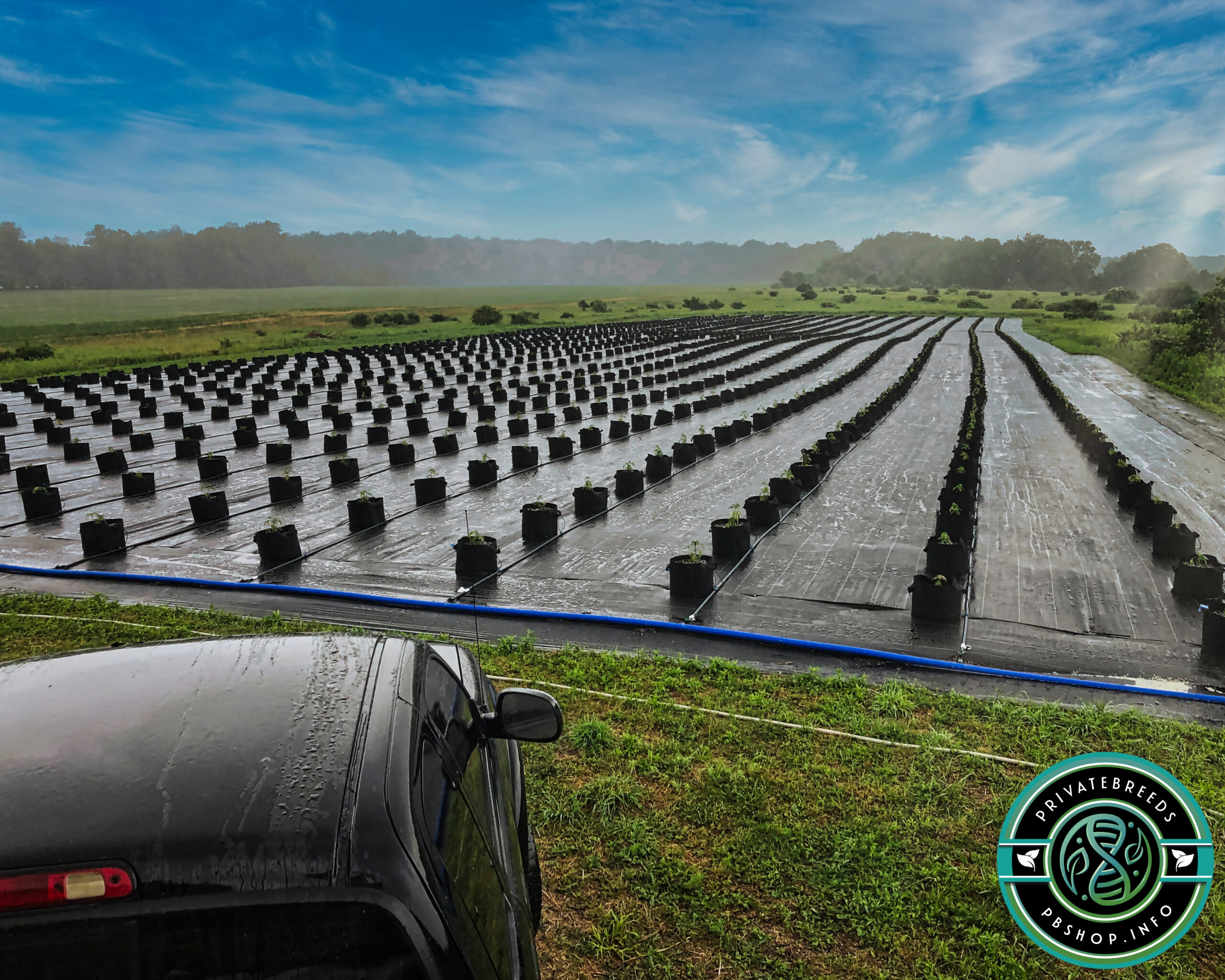 1500 plants of Privatebreeds genetics grown by Radzz