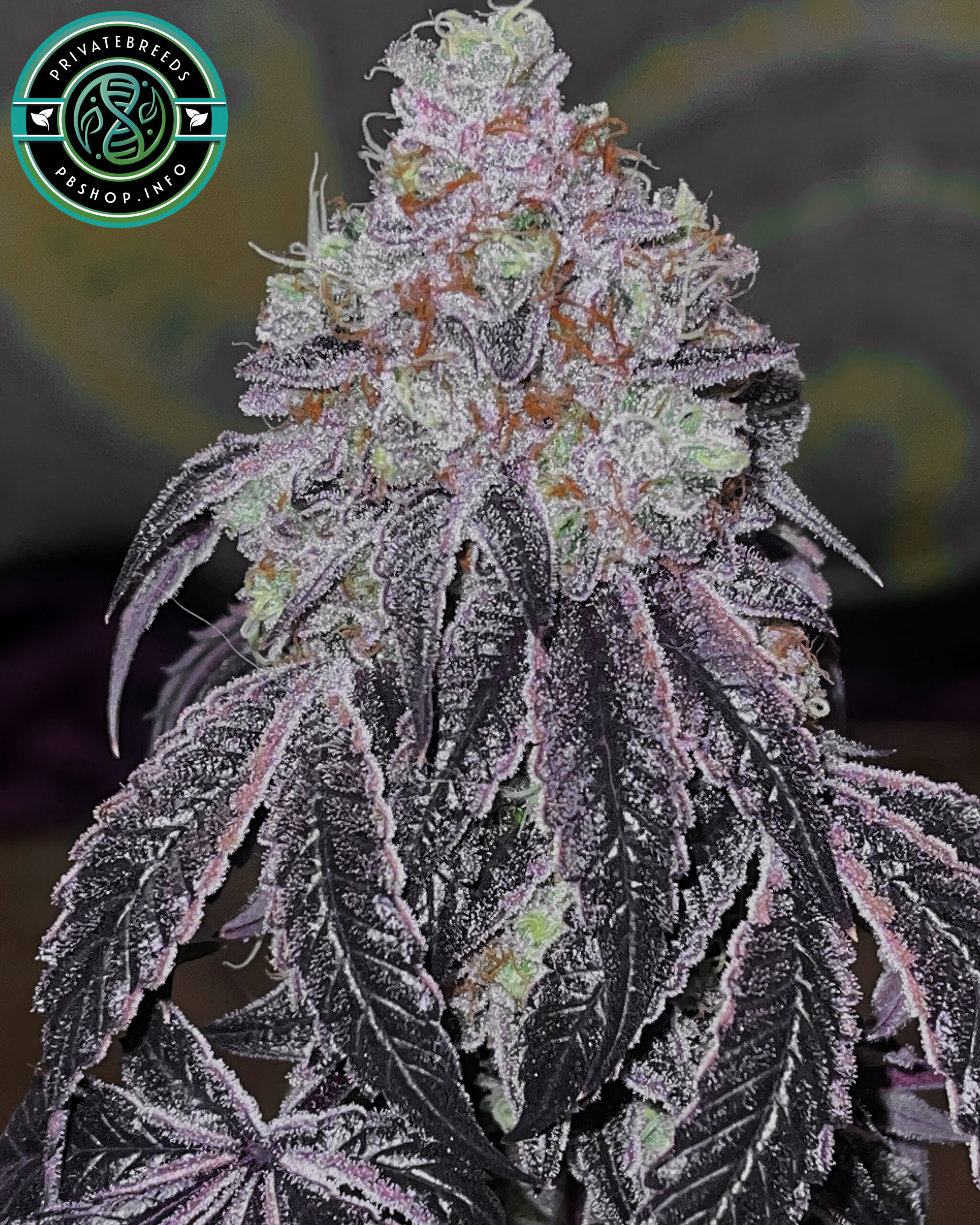 Nevil Cake 2-Cannetics_Edit